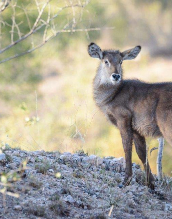 09Mike Palmer Waterbuck 200616 09Mike Palmer Waterbuck 200616