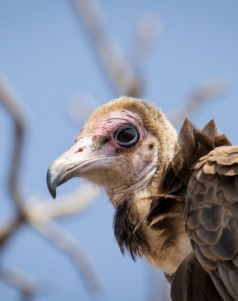 36Franscois Rosslee Vulture 170817 1 Of 1 Final 36Franscois Rosslee Vulture 170817 1 Of 1 Final