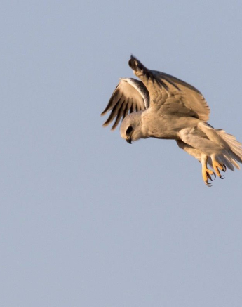 23Franscois Rosslee Blackshoulderdkite2 1 Of 1 Final