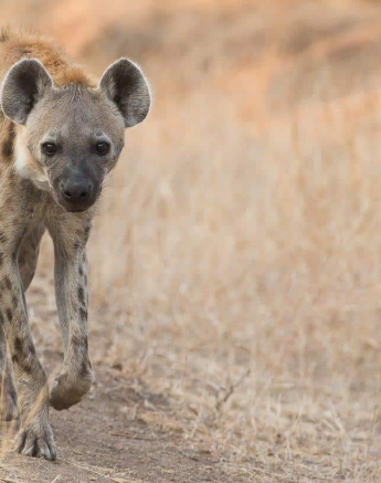 36Terry Ennever Hyena Stare Final 36Terry Ennever Hyena Stare Final