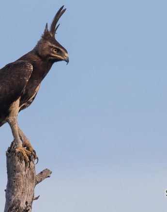 27Kevan Dobbie Long Crested Eagle 050419 Final 27Kevan Dobbie Long Crested Eagle 050419 Final