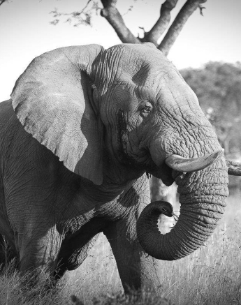 34 20190506 Ally Ross Elephant Bull BW 01 Final 34 20190506 Ally Ross Elephant Bull BW 01 Final