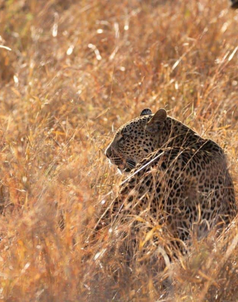09Frederik Aucamp Kagilia Female Leopard 01 07 2019 Final 09Frederik Aucamp Kagilia Female Leopard 01 07 2019 Final