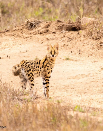 02Frederik Aucamp Serval 11 11 2018 Final