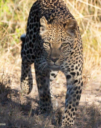 05Brett Heasman Ntsumi 27052020 Final