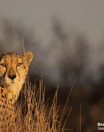 05Graeme Stewart Cheetah 150720 Final 05Graeme Stewart Cheetah 150720 Final