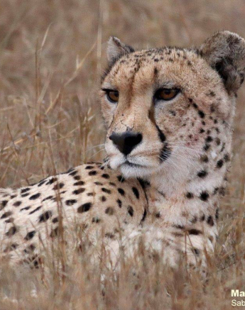 26Marco Vietti Male Cheetah 1 011020 Final 26Marco Vietti Male Cheetah 1 011020 Final