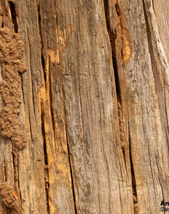 07Amy Leigh Dead Tree Termites Final 07Amy Leigh Dead Tree Termites Final