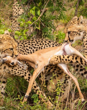 14andries Cheetah 221120 2 Final 14andries Cheetah 221120 2 Final