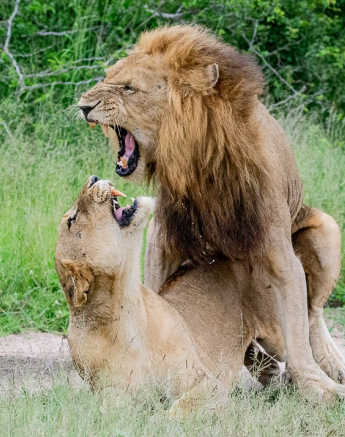 21ronald Mutero Mwash Kambula Mating 22022021 7 Final 21ronald Mutero Mwash Kambula Mating 22022021 7 Final