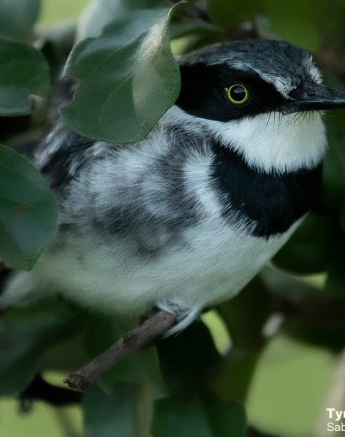 12Tyron Van Der Walt Chinspot Batis 020321 2 Final 12Tyron Van Der Walt Chinspot Batis 020321 2 Final