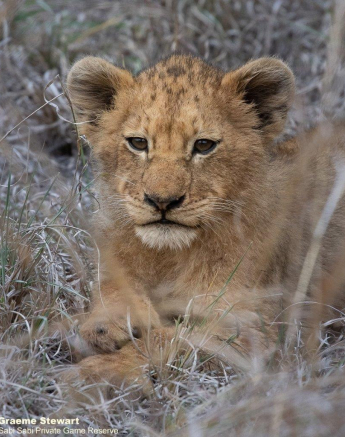 28Graeme Stewart Styx Cub 160721 Final