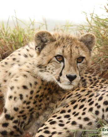 A05Erin Herbst Cheetah 1 080222 Final