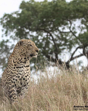 24andries.ndlovu Leopard.xovonakele 16.3.20 5 Final 24andries.ndlovu Leopard.xovonakele 16.3.20 5 Final