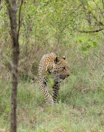 A07andries Leopard.ntsumi 181122 1 Final
