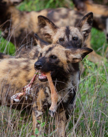 A15Daniel Greyvenstein Wild Dogs 171122 2 Final A15Daniel Greyvenstein Wild Dogs 171122 2 Final