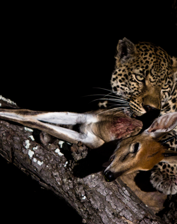 Nottins 5 Nottins 5