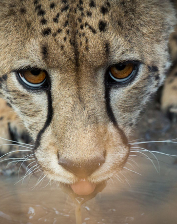 Cheetah 02 Pravir Cheetah 02 Pravir