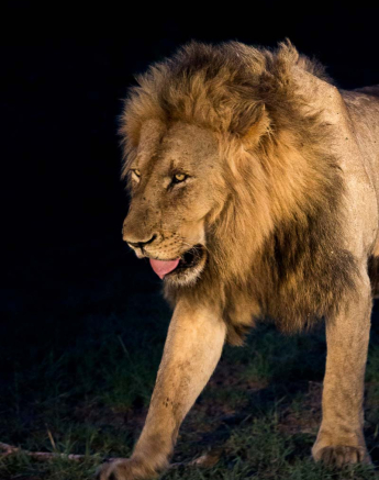 04Franscois Rosslee Lion01 04Franscois Rosslee Lion01