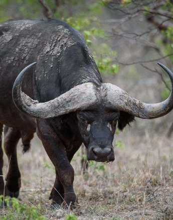 02Mike Palmer Buff Bulls 020116 1