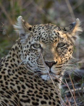 15Sheldon Hooper LBC On Kill 2