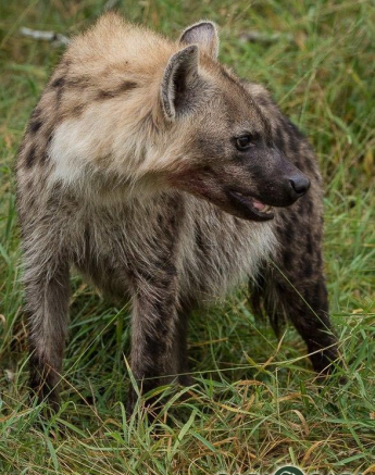 25Terry Ennever LBCcub 13517 3 Final