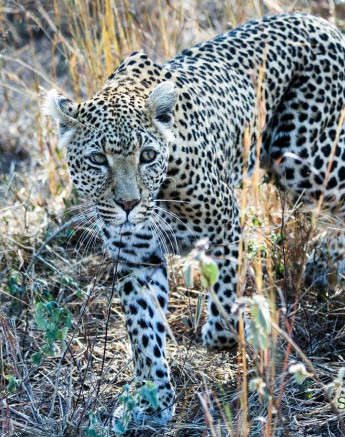 23Kevan Dobbie WD Female 01 Final