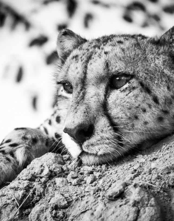 24Terry Ennever Cheetah 12318 1 Final