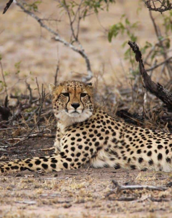 19Louise Murray 29082018 Cheetah Final 19Louise Murray 29082018 Cheetah Final
