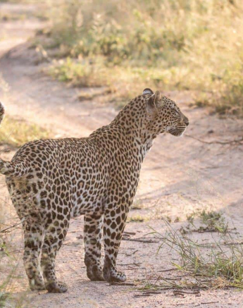 12Frederik Aucamp Msuthlu Female Leopard 14 04 2019 1 Final