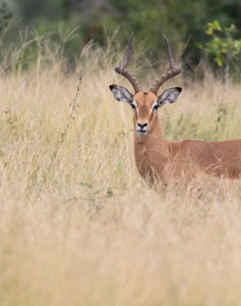 03Kevin Van Der Linde Impala 15022019 2 Final