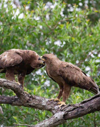 03Louise Murray Eagles 10032019 1 Final