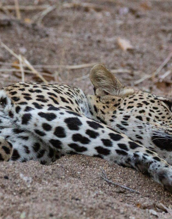 15Louise Murray Kigelia 31072019 1 Final 15Louise Murray Kigelia 31072019 1 Final