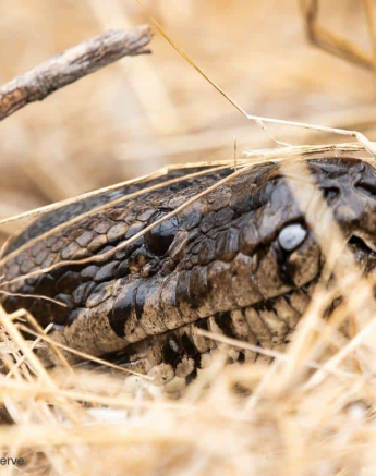 34Kevin Van Der Linde African Rock Python 09102019 2 Final 34Kevin Van Der Linde African Rock Python 09102019 2 Final