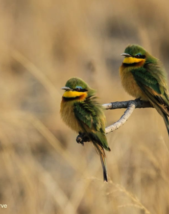 02Ally Ross Little Bee Eater 12082018 Final 02Ally Ross Little Bee Eater 12082018 Final