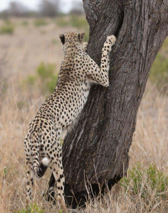 39Tyron Van Der Walt Female Cheetah 05112019 1 Final 39Tyron Van Der Walt Female Cheetah 05112019 1 Final