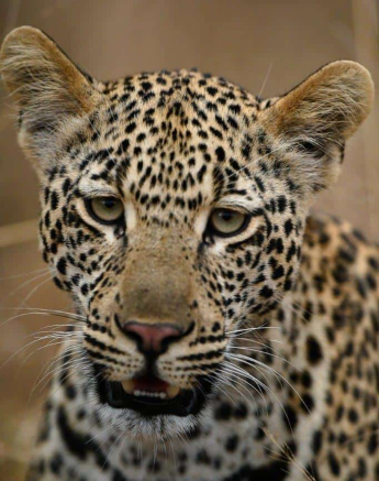 09Ally Ross 202000609 Scotia And Cub 01 Final