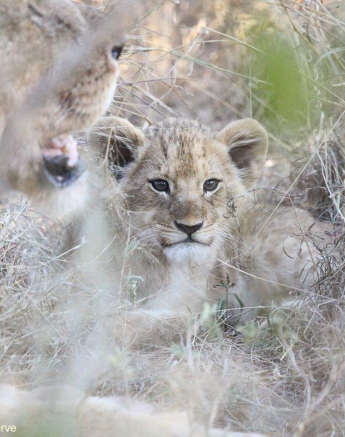 06Erin Herbst Styx Cubs 3 220521 Final