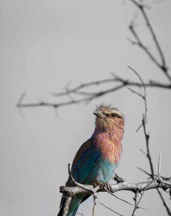 02Graeme Stewart Lilac Breasted Roller 200320 Final 02Graeme Stewart Lilac Breasted Roller 200320 Final