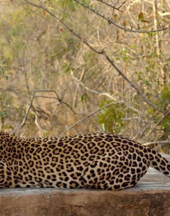 A35Jaco Faber Ntsumi And Cub Alo Grooming 20190919 3 080 Edit Final A35Jaco Faber Ntsumi And Cub Alo Grooming 20190919 3 080 Edit Final