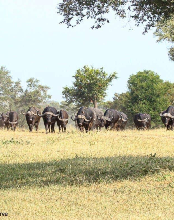 17Louise Murray Buffalo 24032020 Final