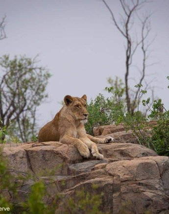 01andries Lioness.sp 181120 1 Final 01andries Lioness.sp 181120 1 Final