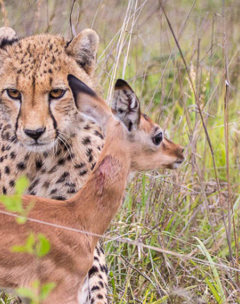 07andries Cheetah.blog 221120 6 Final 07andries Cheetah.blog 221120 6 Final