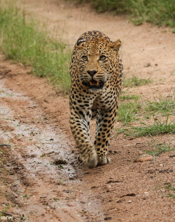 25andries Leopard.whitedam 160221 4 Final 25andries Leopard.whitedam 160221 4 Final