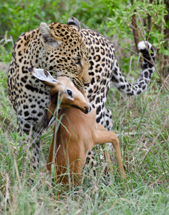 Leopard On Impala Kill Leopard On Impala Kill