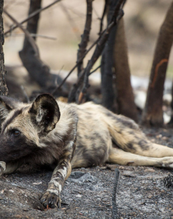 Mike Palmer Wild Dogs 3