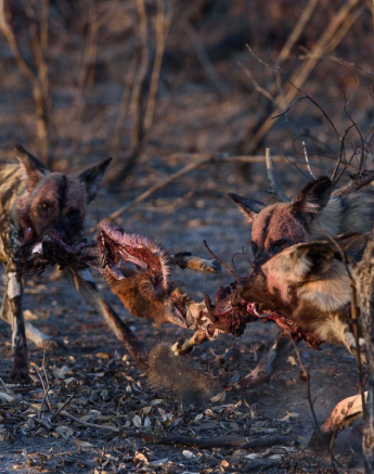 12Wild Dogs Mike P 1 12Wild Dogs Mike P 1