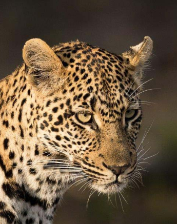 13Sheldon Hooper Hlarulini 13Sheldon Hooper Hlarulini