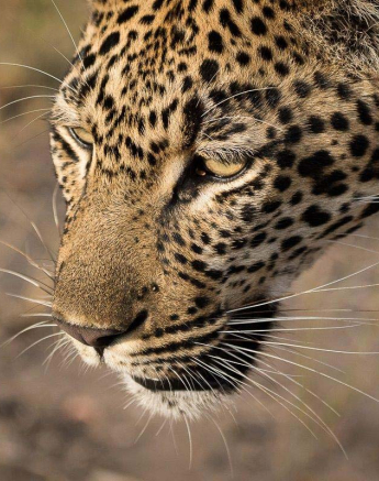 14Sheldon Hooper Hlarulini 2 14Sheldon Hooper Hlarulini 2