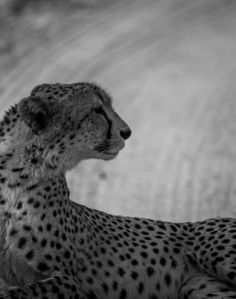 01Mike Palmer Cheetah 110616